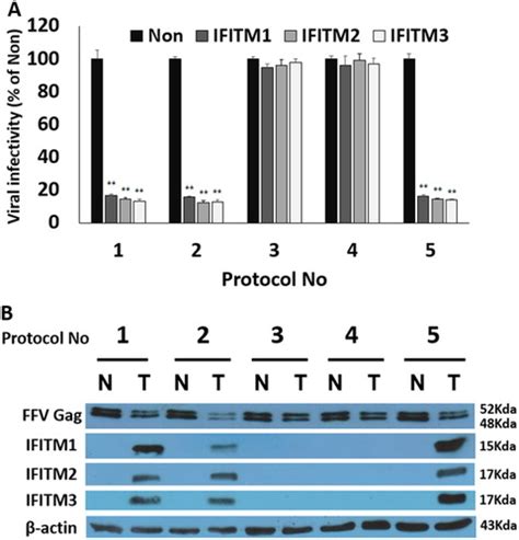 fefab|Full article: IFITM proteins inhibit the late step of feline。